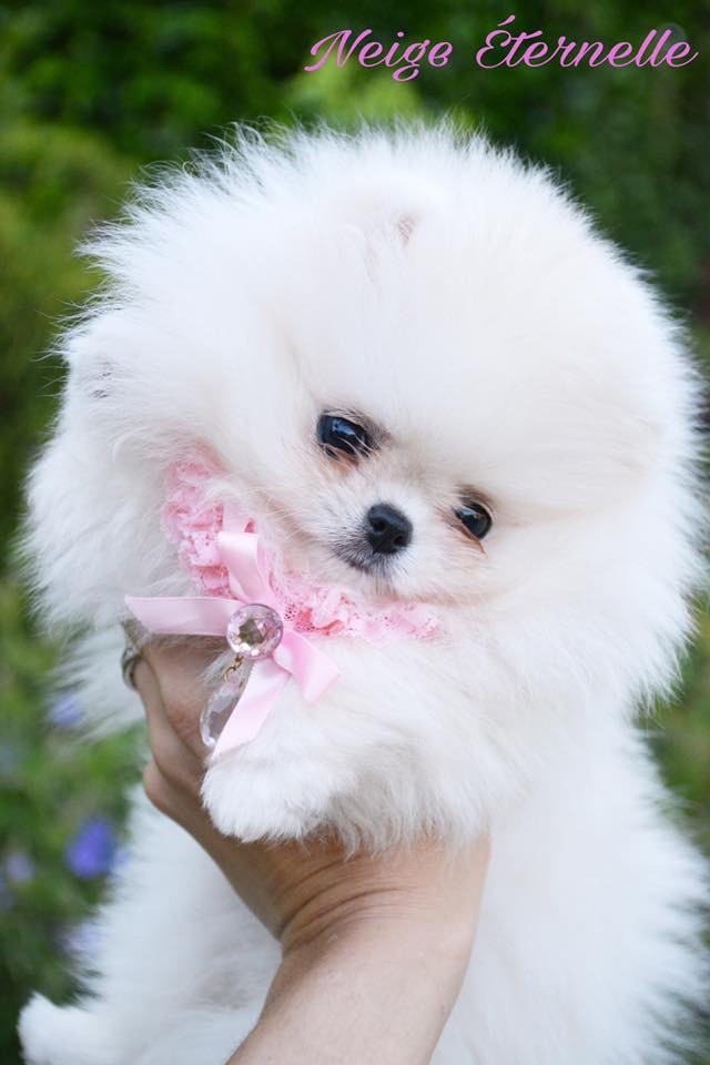 Neige Éternelle du royaume des petits Anges