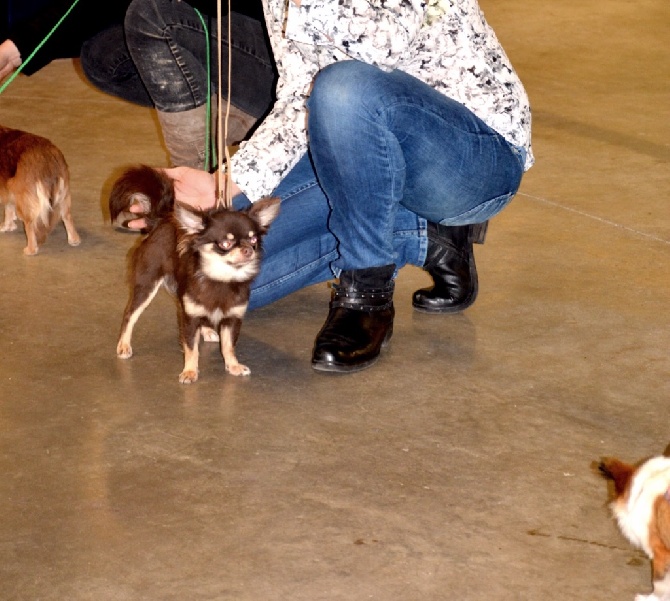 de l'Eden des Petits Monarques - Résultat du Paris Dog Show