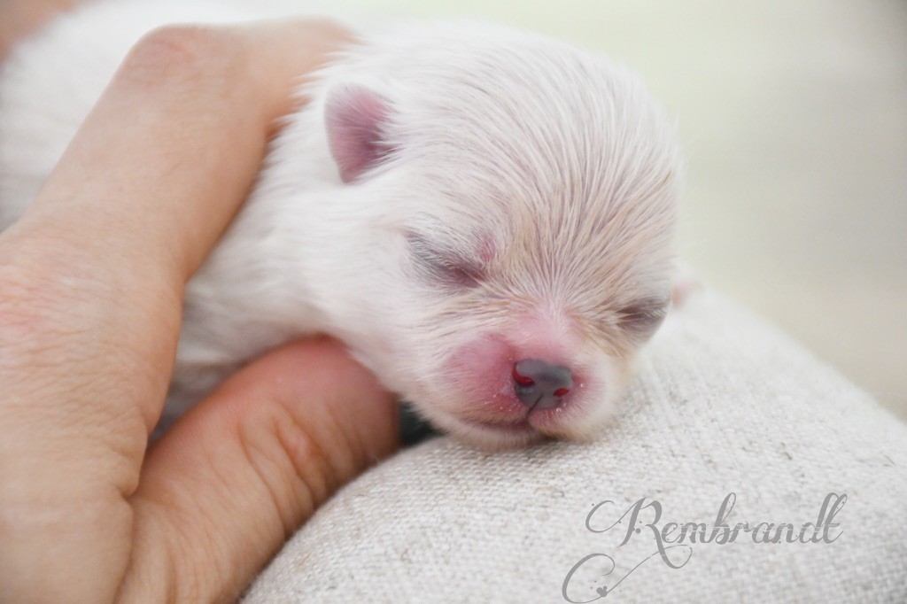 de l'Eden des Petits Monarques - Spitz allemand - Portée née le 23/06/2020